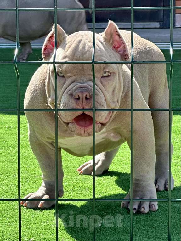 Собаки в Краснодаре: Американский булли щенок Девочка, 90 000 руб. - фото 3