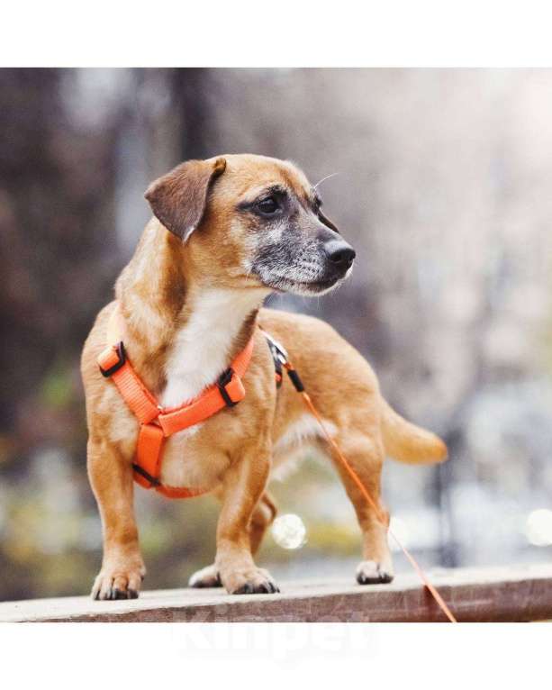 Собаки в Москве: Я Марго :) Девочка, Бесплатно - фото 3