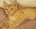 Кошки в Мытищах: Кошечка ,, Зося,, 2 месяца.Отдам в добрые руки. Девочка, Бесплатно - фото 2