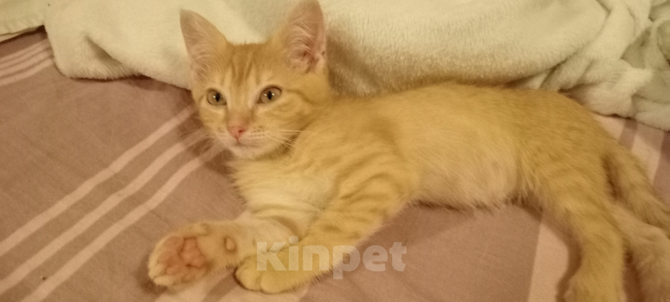 Кошки в Мытищах: Кошечка ,, Зося,, 2 месяца.Отдам в добрые руки. Девочка, Бесплатно - фото 2