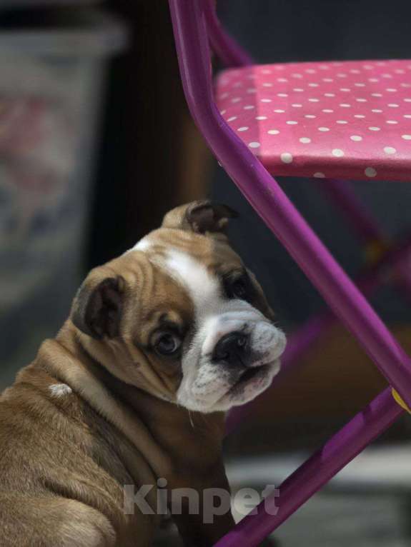 Собаки в Волгограде: Ждем своего человека 🐾 Мальчик, 85 000 руб. - фото 2