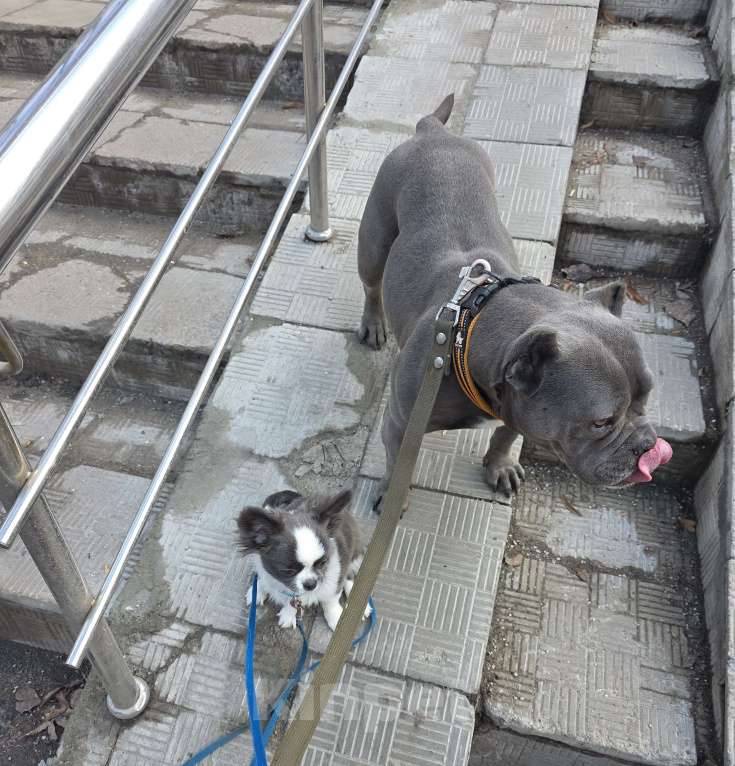 Собаки в Москве: Жизнь слишком коротка, чтобы прожить её без собаки Мальчик, 40 000 руб. - фото 7