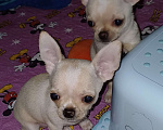 Собаки в Санкт-Петербурге: Малыши чихуахуа к/ш Девочка, 30 000 руб. - фото 4