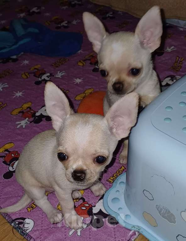 Собаки в Санкт-Петербурге: Малыши чихуахуа к/ш Девочка, 30 000 руб. - фото 4