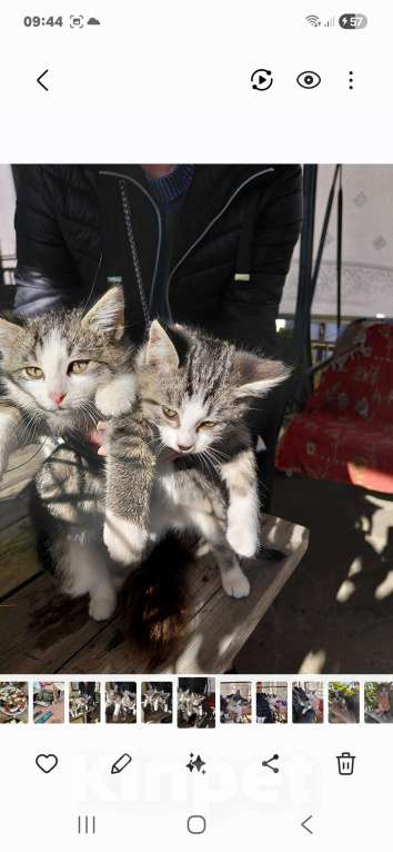 Кошки в других городах Краснодарского края: Котенок Девочка, Бесплатно - фото 2