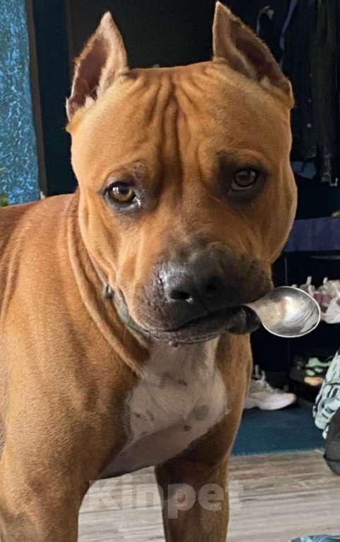 Собаки в Ижевске: Чемпион  Мальчик, Бесплатно - фото 3