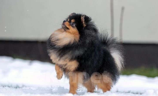 Собаки в Санкт-Петербурге: Потерялся черный шпиц! Крестовский остров СПб  Мальчик, 20 000 руб. - фото 2