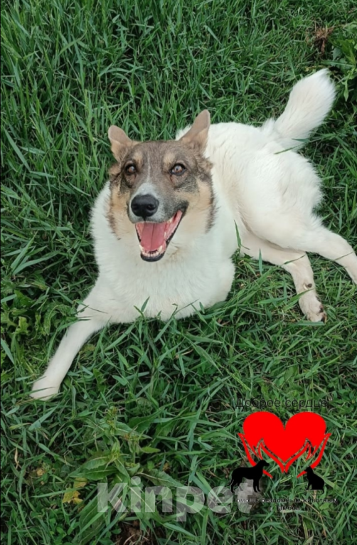 Собаки в Тамбове: Мелкий  Мальчик, Бесплатно - фото 4