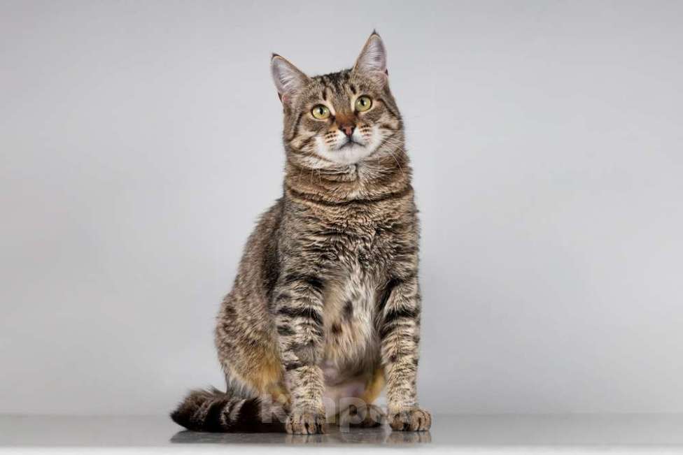 Кошки в Москве: Красавица Карамель ищет дом. Девочка, Бесплатно - фото 1