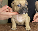 Собаки в Воронеже: Американский булли щенки Разнополые, 130 руб. - фото 2