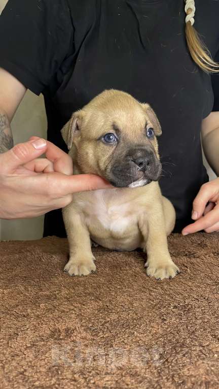 Собаки в Воронеже: Американский булли щенки Разнополые, 130 руб. - фото 2