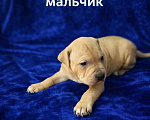 Собаки в Москве: Щенки Американского питбультерьера Мальчик, 40 руб. - фото 3