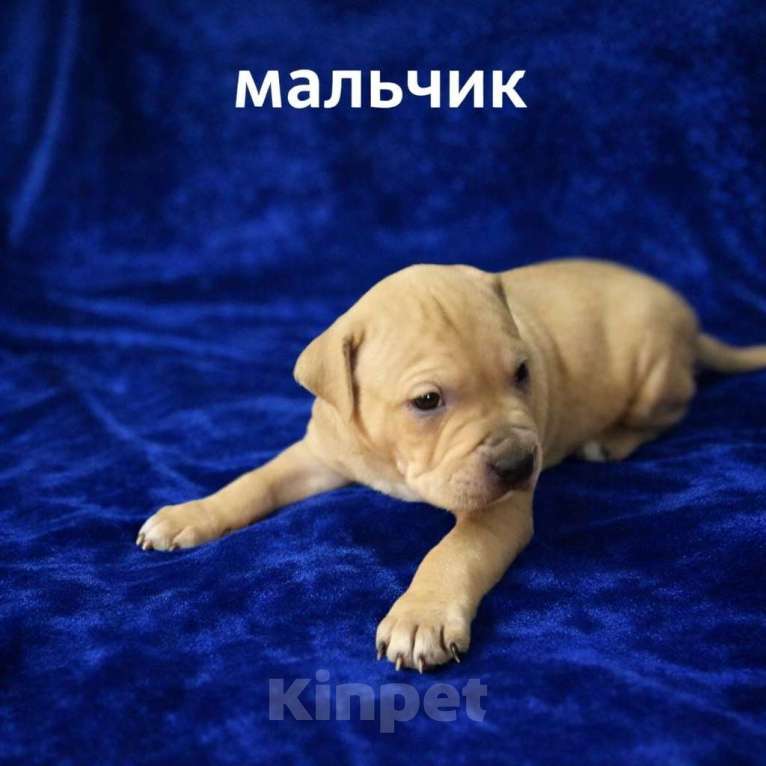 Собаки в Москве: Щенки Американского питбультерьера Мальчик, 40 руб. - фото 3