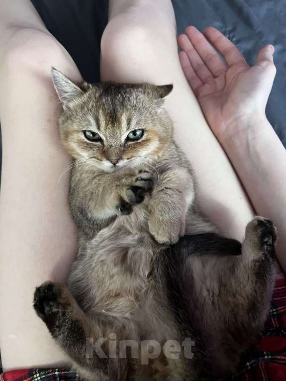 Кошки в Новосибирске: Котенок манчкин  Мальчик, 20 000 руб. - фото 3