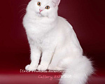 Кошки в Новом Ладоге: Сибирская молодая кошечка в качестве домашнего любимца Девочка, Бесплатно - фото 1