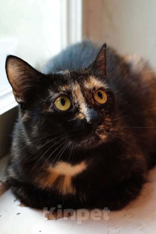 Кошки в Санкт-Петербурге: Кошка ищет дом Девочка, Бесплатно - фото 3