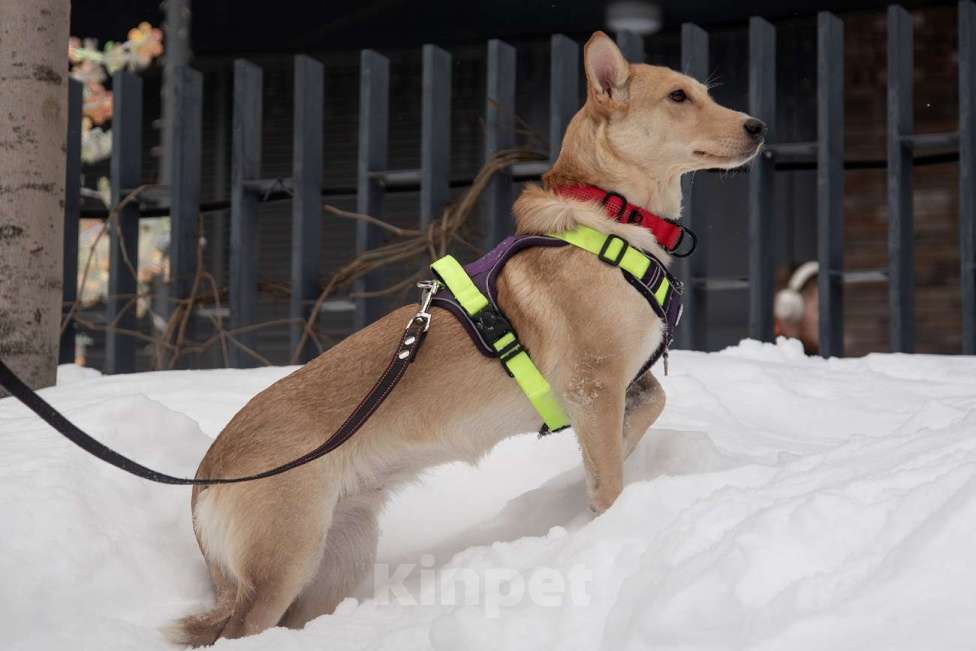 Собаки в Москве: Небольшая собачка Лисян ищет дом и семью! Девочка, Бесплатно - фото 6