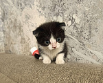 Кошки в Кемерово: Вислоухий черно белый Девочка, Бесплатно - фото 3