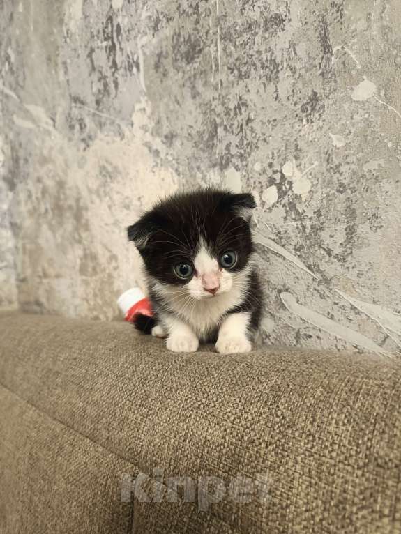 Кошки в Кемерово: Вислоухий черно белый Девочка, Бесплатно - фото 3