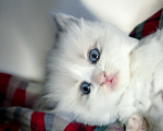 Кошки в Москве: Котенок Рэгдолл к Дню Всех Влюбленных! Мальчик, 100 000 руб. - фото 1