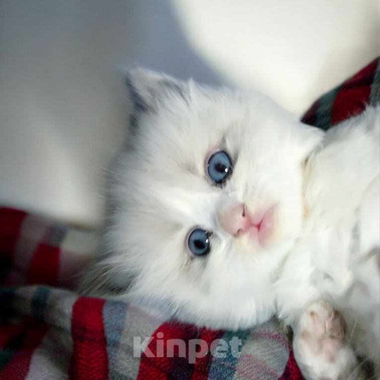 Кошки в Москве: Котенок Рэгдолл к Дню Всех Влюбленных! Мальчик, 100 000 руб. - фото 1