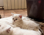 Кошки в Ульяновске: Шотландские котята Девочка, 5 000 руб. - фото 5