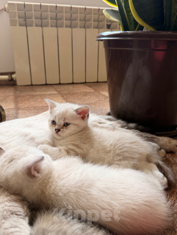 Кошки в Ульяновске: Шотландские котята Девочка, 5 000 руб. - фото 5