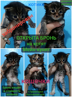 Бронь котят Мейн-Кунят