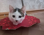 Кошки в Челябинске: Котята в хорошие руки Девочка, 100 руб. - фото 8