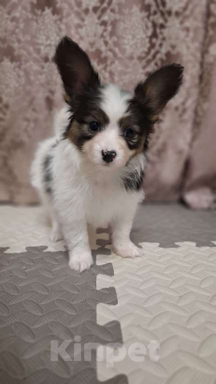 Собаки в Санкт-Петербурге: девочка папийон Девочка, 90 000 руб. - фото 1