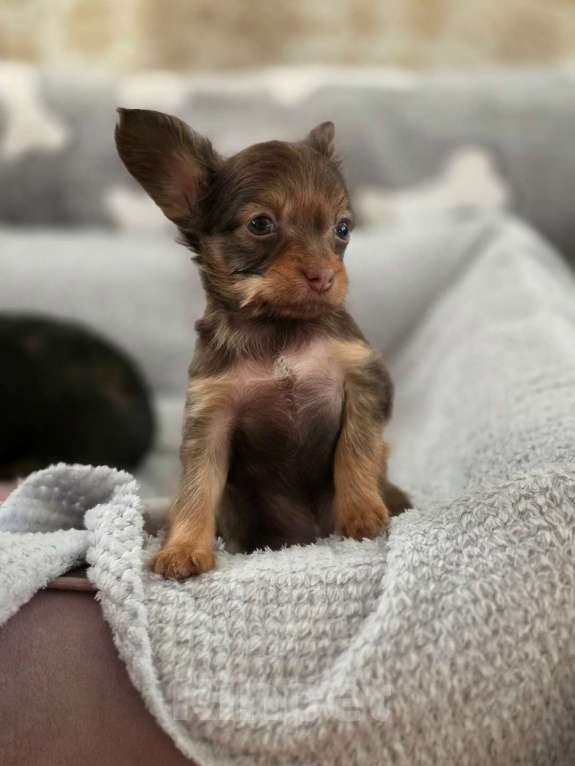 Собаки в Москве: Солнечный красавчик Русский той Мальчик, 45 000 руб. - фото 2