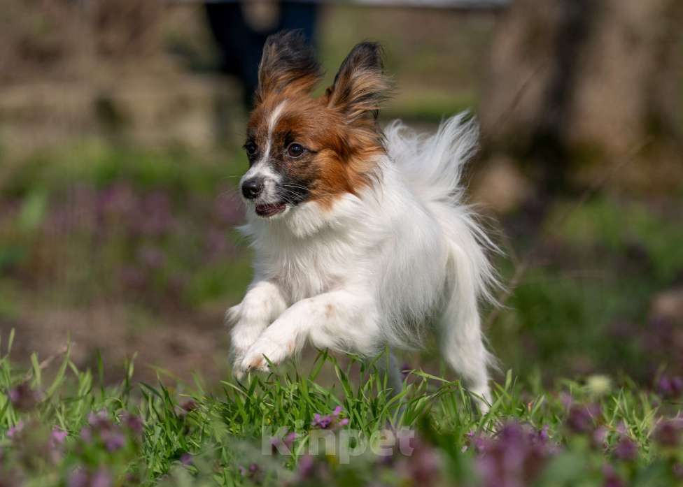 Собаки в Новороссийске: Продам щенка папийона (папильона) Мальчик, 60 000 руб. - фото 1