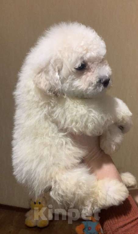 Собаки в Ростове-на-Дону: Шикарный белый мальчишка пули Мальчик, 50 000 руб. - фото 4