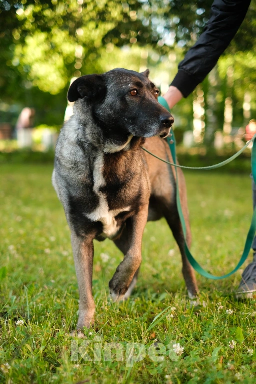 Собаки в Санкт-Петербурге: Грейс из приюта в добрые руки Девочка, Бесплатно - фото 3