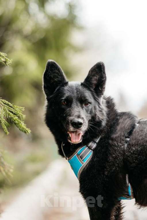 Собаки в Москве: Эля потеряла всех своих щенков в мороз Девочка, 1 руб. - фото 3