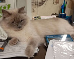 Кошки в Йошкаре-Оле: Котята породы Невская маскарадная Мальчик, 8 000 руб. - фото 8