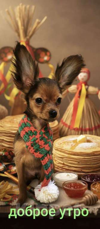 Собаки в Луховицах: Самый красивый Мальчик, 40 000 руб. - фото 1