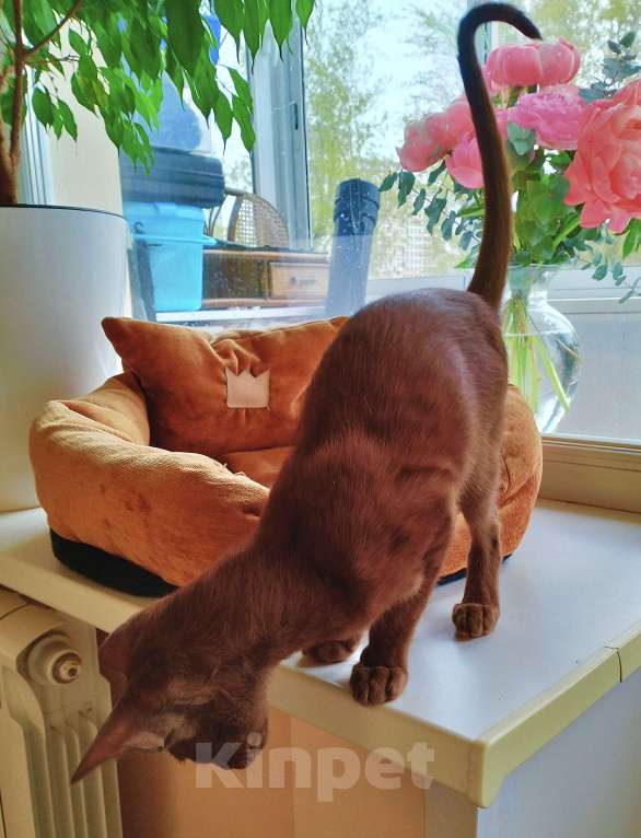 Кошки в Москве: Ориентальные котята Мальчик, 40 000 руб. - фото 7