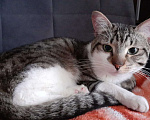 Кошки в Щелково: найден кот Мальчик, Бесплатно - фото 1