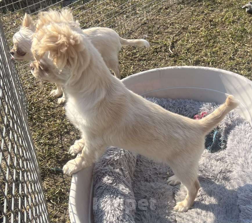Собаки в Санкт-Петербурге: Кремовые чихуашки Девочка, 35 000 руб. - фото 7