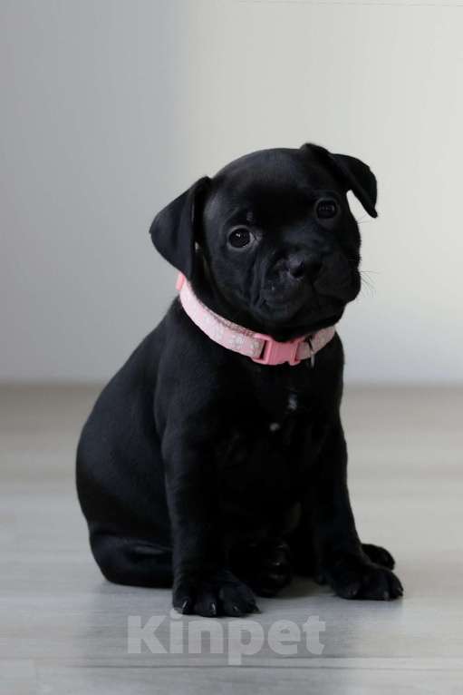 Собаки в Воронеже: стаффи стаффордширский бультерьер Девочка, 50 000 руб. - фото 1