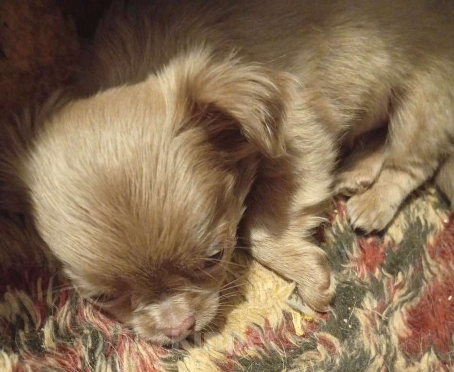 Собаки в Москве: Сука лилового окраса  Девочка, 22 000 руб. - фото 2