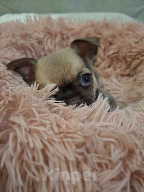 Собаки в Краснодаре: Мальчик  Мальчик, 15 000 руб. - фото 3