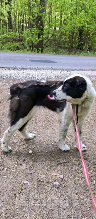Собаки в других городах Московской области: Найдена алабайка, молодая, активная, ласковая. Ступинский р/н МО.  Девочка, Бесплатно - фото 2