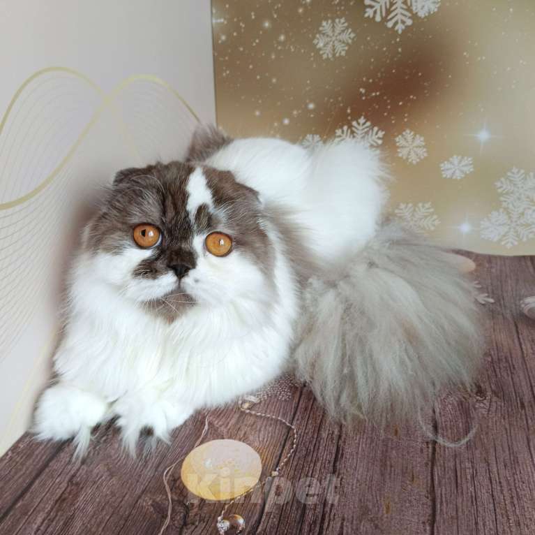 Кошки в Самаре: Веста кошечка Девочка, Бесплатно - фото 3