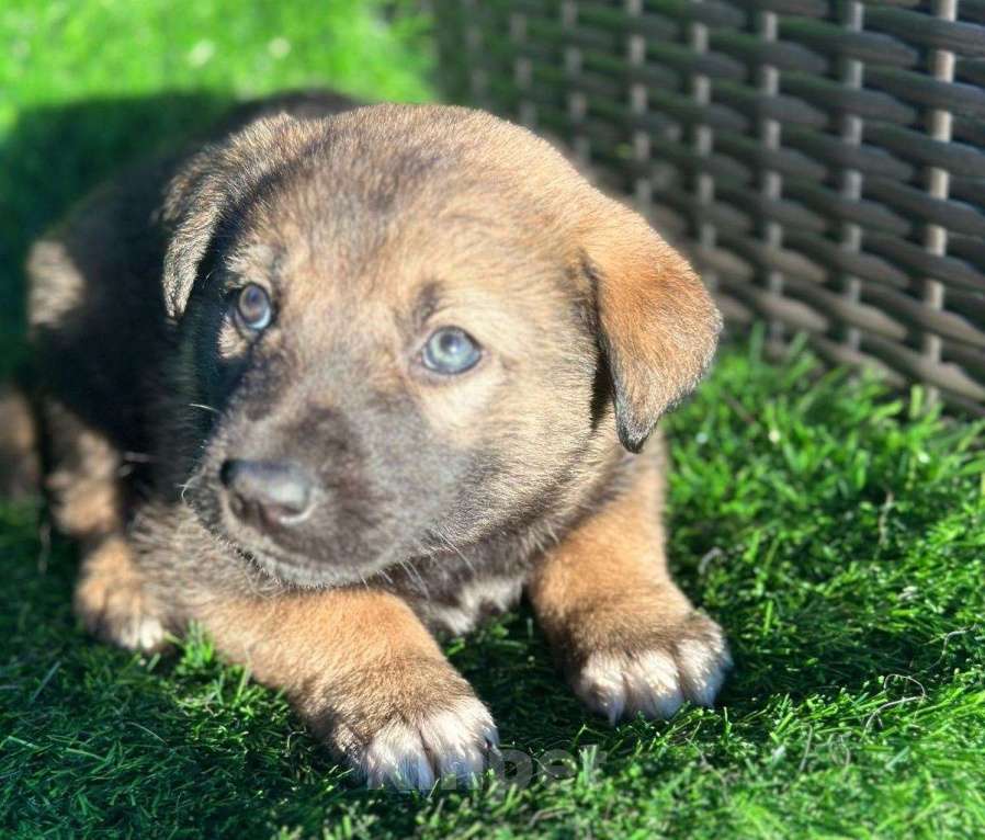 Собаки в Москве: Чудесный малыш щенок Тедди в добрые руки Мальчик, Бесплатно - фото 4