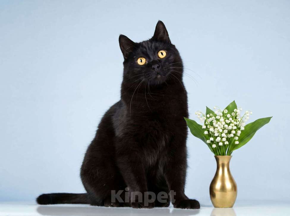 Кошки в Москве: Кот Гонзалес – добрая чёрная тучка Мальчик, Бесплатно - фото 1
