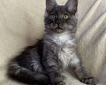 Кошки в Дмитрове: Черная дымчатая девочка мейн кун Wlasta Девочка, 30 000 руб. - фото 3