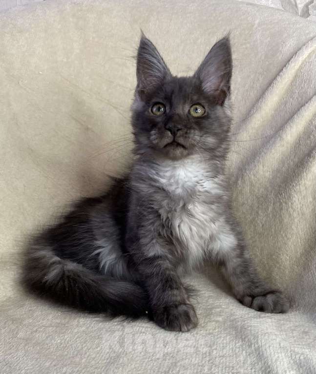 Кошки в Дмитрове: Черная дымчатая девочка мейн кун Wlasta Девочка, 30 000 руб. - фото 3