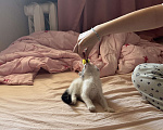 Кошки в Севастополе: Маленькая Депа ищет дом Девочка, Бесплатно - фото 7